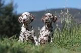 DALMATIEN 051